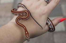 Сонник: клубок змей, много змей в лесу