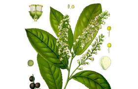 Лавровишня (Prunus laurocerasus)